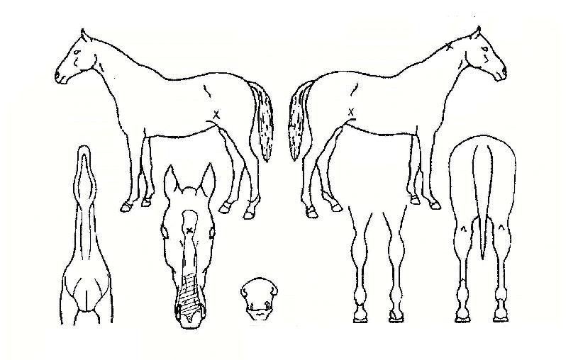 ����ο������� ����,���,�޸�,�λ�,�ٸ��� Ư¡����