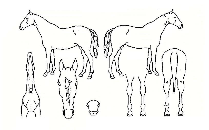 Çѳ²ÀǺ°ÀÇ Ãø¸é,¿ì¸é,µÞ¸é,µÎ»ó,´Ù¸®ÀÇ Æ¯Â¡µµÇØ