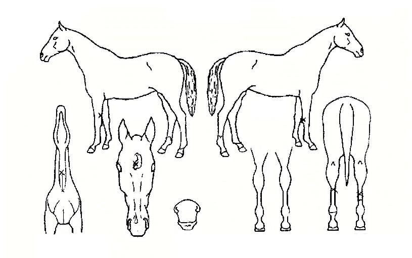 ÀÓÆäÄ¿ºíÀÇ Ãø¸é,¿ì¸é,µÞ¸é,µÎ»ó,´Ù¸®ÀÇ Æ¯Â¡µµÇØ