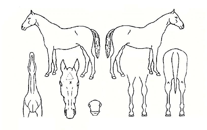 ÆÒÅÒ¼ÖÁ®ÀÇ Ãø¸é,¿ì¸é,µÞ¸é,µÎ»ó,´Ù¸®ÀÇ Æ¯Â¡µµÇØ