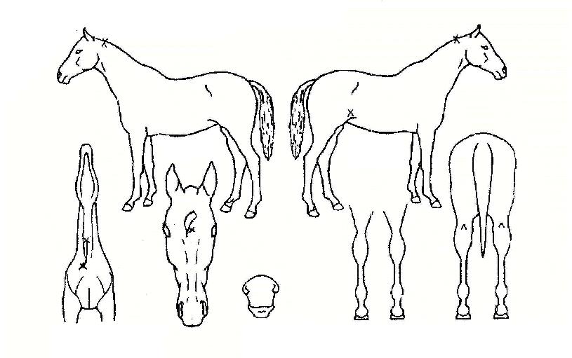 �����ƮŰ���� ����,���,�޸�,�λ�,�ٸ��� Ư¡����