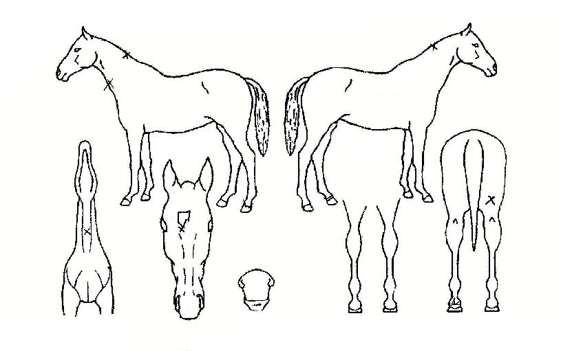 �µ帲�� ����,���,�޸�,�λ�,�ٸ��� Ư¡����