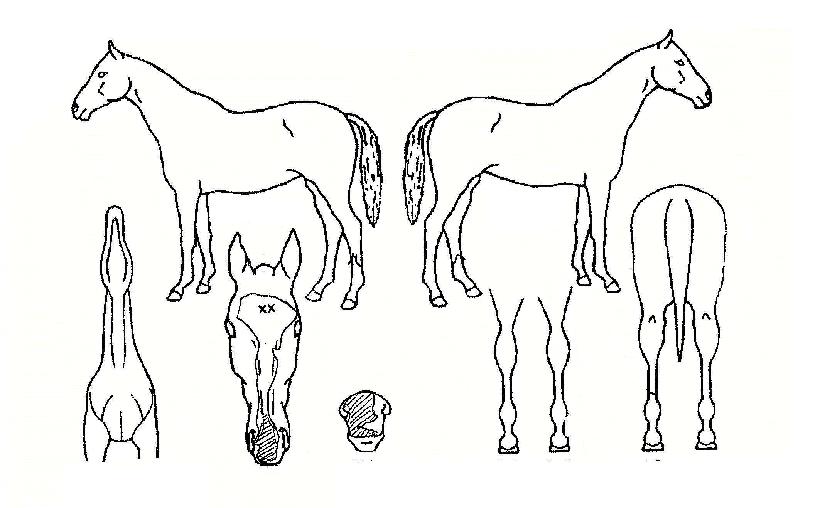 �帱���� ����,���,�޸�,�λ�,�ٸ��� Ư¡����