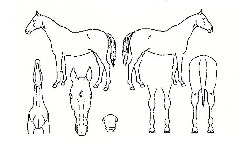 �뺸���� ����,���,�޸�,�λ�,�ٸ��� Ư¡����