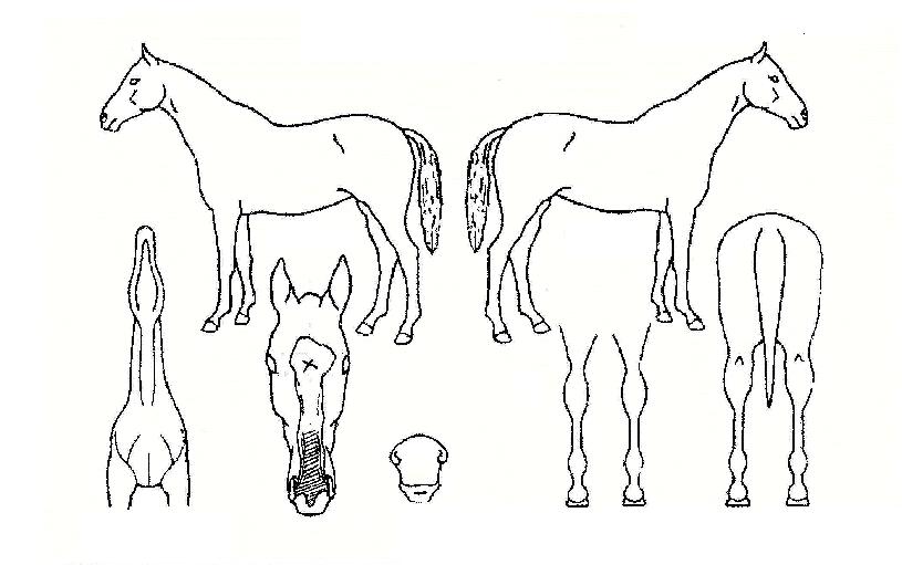 ÅõÅçÀÚ¸¶ÀÇ Ãø¸é,¿ì¸é,µÞ¸é,µÎ»ó,´Ù¸®ÀÇ Æ¯Â¡µµÇØ