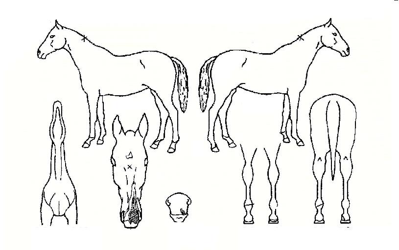 ·£µå¸¶Å©ÀÇ Ãø¸é,¿ì¸é,µÞ¸é,µÎ»ó,´Ù¸®ÀÇ Æ¯Â¡µµÇØ