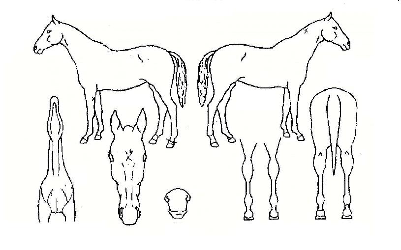 ���Ǻ����� ����,���,�޸�,�λ�,�ٸ��� Ư¡����