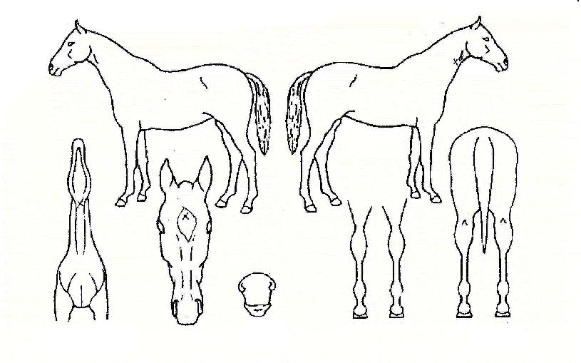 �����ǿ����� ����,���,�޸�,�λ�,�ٸ��� Ư¡����