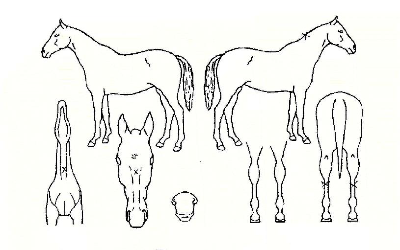 ¿ëÀÏõÀÇ Ãø¸é,¿ì¸é,µÞ¸é,µÎ»ó,´Ù¸®ÀÇ Æ¯Â¡µµÇØ