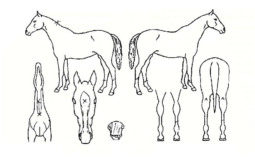 ��Ʈü��Ű�� ����,���,�޸�,�λ�,�ٸ��� Ư¡����