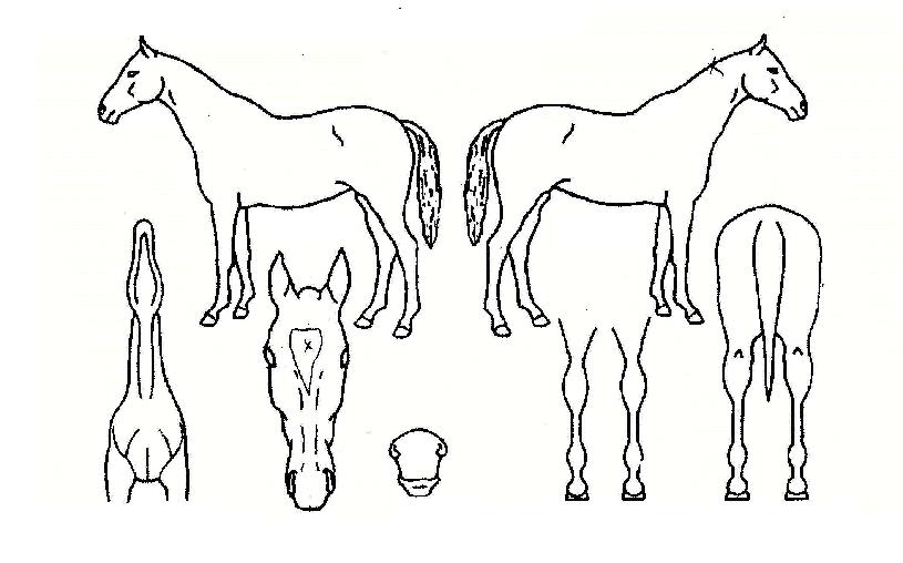 ºÏ±Ø¼ºÀÇ Ãø¸é,¿ì¸é,µÞ¸é,µÎ»ó,´Ù¸®ÀÇ Æ¯Â¡µµÇØ