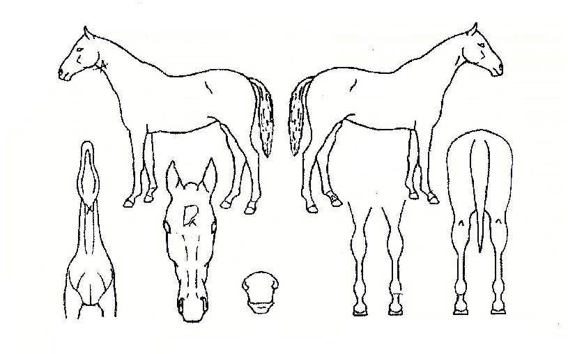 ����Ʈ�� ����,���,�޸�,�λ�,�ٸ��� Ư¡����