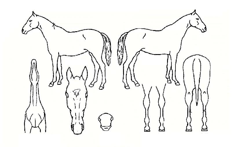 ½´ÆÛºí·çÀÇ Ãø¸é,¿ì¸é,µÞ¸é,µÎ»ó,´Ù¸®ÀÇ Æ¯Â¡µµÇØ