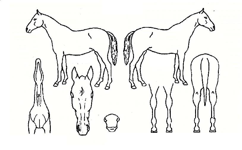 ¼Ò³Ä¶óÀÌÆ®ÀÚ¸¶ÀÇ Ãø¸é,¿ì¸é,µÞ¸é,µÎ»ó,´Ù¸®ÀÇ Æ¯Â¡µµÇØ