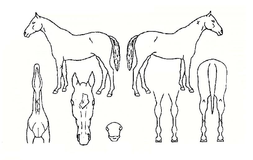 ¾Û¼³·çÆ®À§³ÊÀÇ Ãø¸é,¿ì¸é,µÞ¸é,µÎ»ó,´Ù¸®ÀÇ Æ¯Â¡µµÇØ