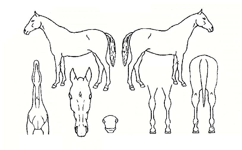 ��ȭ���� ����,���,�޸�,�λ�,�ٸ��� Ư¡����