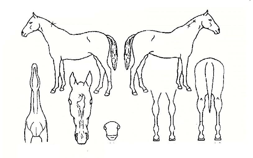 Åé±×·¹À̵åÀÇ Ãø¸é,¿ì¸é,µÞ¸é,µÎ»ó,´Ù¸®ÀÇ Æ¯Â¡µµÇØ