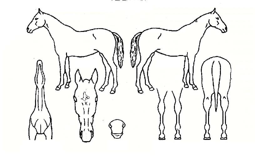 ¼¿¶óÀÇ Ãø¸é,¿ì¸é,µÞ¸é,µÎ»ó,´Ù¸®ÀÇ Æ¯Â¡µµÇØ