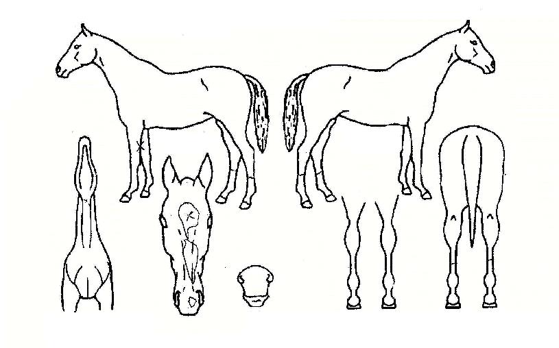 �ڱ���� ����,���,�޸�,�λ�,�ٸ��� Ư¡����