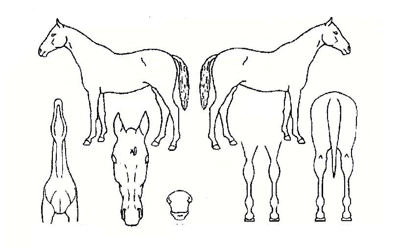 �������� ����,���,�޸�,�λ�,�ٸ��� Ư¡����