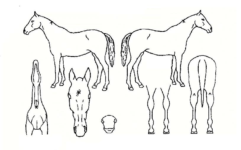 �����Ĩ�� ����,���,�޸�,�λ�,�ٸ��� Ư¡����