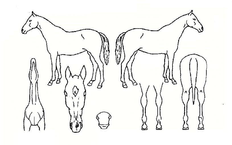 ǻ󸮵µÀÌÀÇ Ãø¸é,¿ì¸é,µÞ¸é,µÎ»ó,´Ù¸®ÀÇ Æ¯Â¡µµÇØ