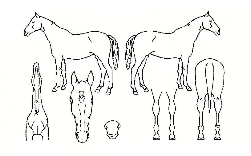 ÀÚ¿¬¹ÌÀÎÀÇ Ãø¸é,¿ì¸é,µÞ¸é,µÎ»ó,´Ù¸®ÀÇ Æ¯Â¡µµÇØ