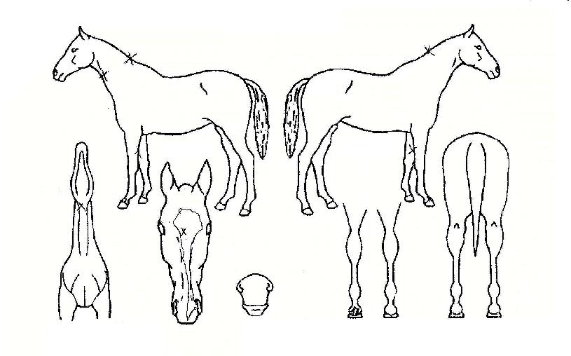 ��ũ���븮�� ����,���,�޸�,�λ�,�ٸ��� Ư¡����