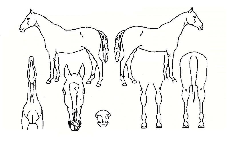 ¼ºÀ嵿·ÂÀÇ Ãø¸é,¿ì¸é,µÞ¸é,µÎ»ó,´Ù¸®ÀÇ Æ¯Â¡µµÇØ