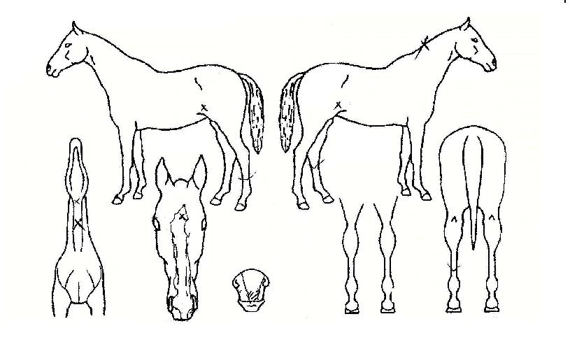 ÆäÀÓÀÇ Ãø¸é,¿ì¸é,µÞ¸é,µÎ»ó,´Ù¸®ÀÇ Æ¯Â¡µµÇØ