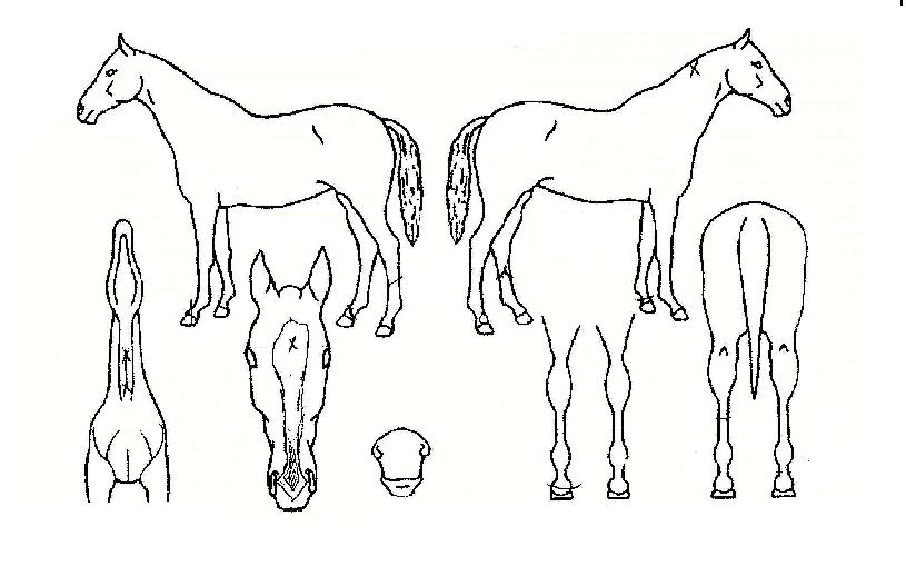 Ʈ������ ����,���,�޸�,�λ�,�ٸ��� Ư¡����