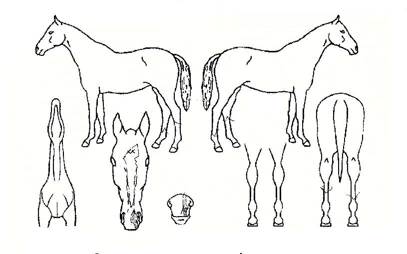 �ȴ��ڸ��� ����,���,�޸�,�λ�,�ٸ��� Ư¡����