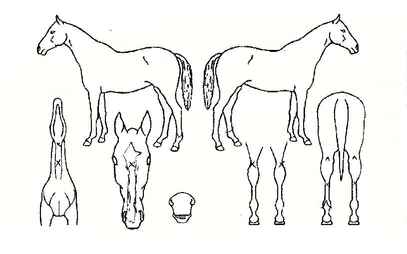 ÇÏÀ̵å·ÓÀÇ Ãø¸é,¿ì¸é,µÞ¸é,µÎ»ó,´Ù¸®ÀÇ Æ¯Â¡µµÇØ