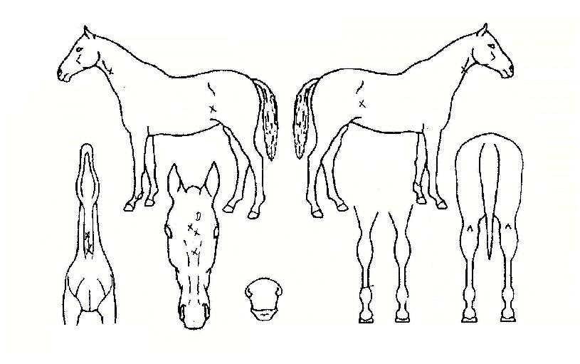 ������ ����,���,�޸�,�λ�,�ٸ��� Ư¡����