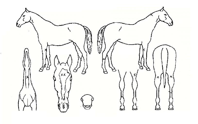 ÆãŰÂ÷Â÷ÀÚ¸¶ÀÇ Ãø¸é,¿ì¸é,µÞ¸é,µÎ»ó,´Ù¸®ÀÇ Æ¯Â¡µµÇØ