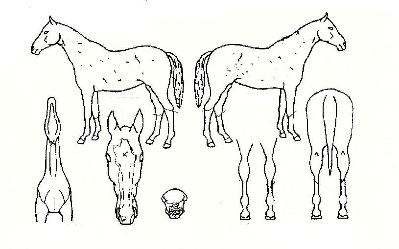 Ǫ��ġ�������ڸ��� ����,���,�޸�,�λ�,�ٸ��� Ư¡����