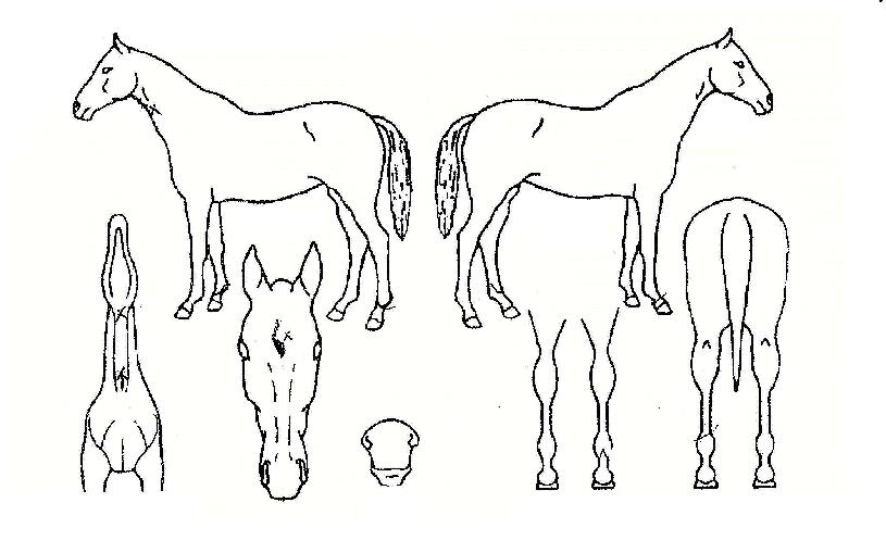 Çϴð¡µæÀÇ Ãø¸é,¿ì¸é,µÞ¸é,µÎ»ó,´Ù¸®ÀÇ Æ¯Â¡µµÇØ