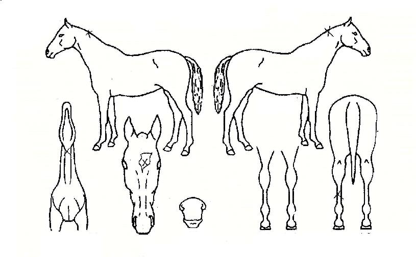 È÷µç¸Þ½ÅÀúÀÇ Ãø¸é,¿ì¸é,µÞ¸é,µÎ»ó,´Ù¸®ÀÇ Æ¯Â¡µµÇØ