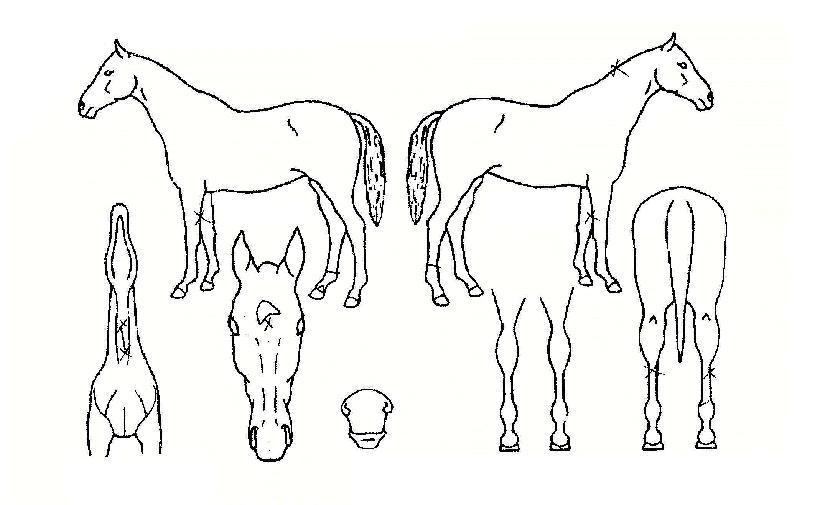 ¼Ú´ÂžçÀÇ Ãø¸é,¿ì¸é,µÞ¸é,µÎ»ó,´Ù¸®ÀÇ Æ¯Â¡µµÇØ