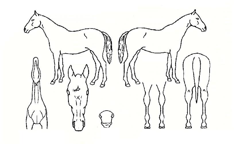 ÄÚ³ÀÇ Ãø¸é,¿ì¸é,µÞ¸é,µÎ»ó,´Ù¸®ÀÇ Æ¯Â¡µµÇØ