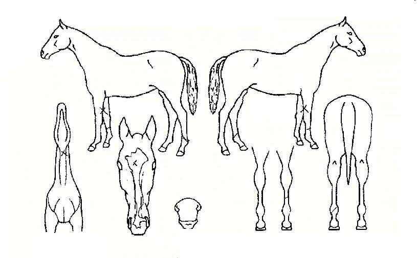 ¾î»çÈÀÇ Ãø¸é,¿ì¸é,µÞ¸é,µÎ»ó,´Ù¸®ÀÇ Æ¯Â¡µµÇØ