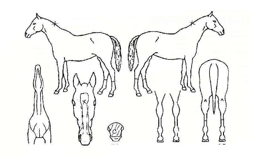 ������Ʈ�� ����,���,�޸�,�λ�,�ٸ��� Ư¡����