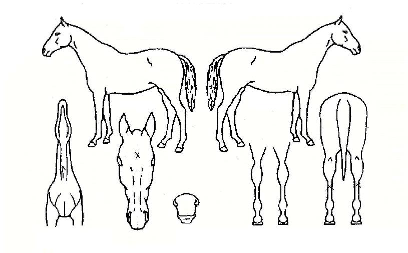 Æ®¶óÀÌ·¹µåÀÇ Ãø¸é,¿ì¸é,µÞ¸é,µÎ»ó,´Ù¸®ÀÇ Æ¯Â¡µµÇØ