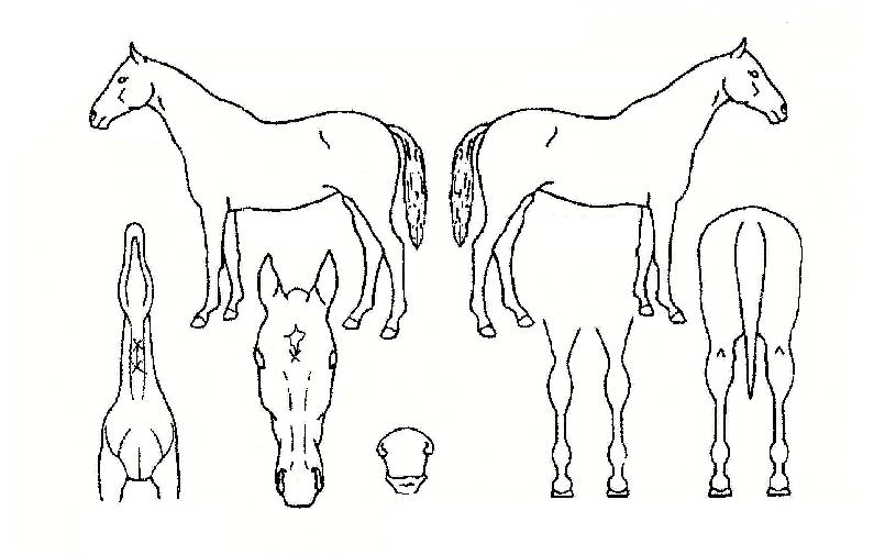 ÆÛÆåÆ®¶óÀÎÀÇ Ãø¸é,¿ì¸é,µÞ¸é,µÎ»ó,´Ù¸®ÀÇ Æ¯Â¡µµÇØ