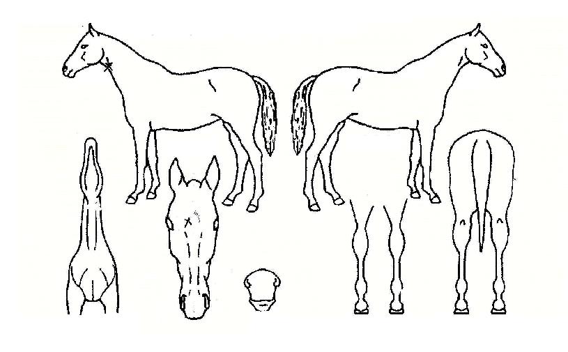 ū���� ����,���,�޸�,�λ�,�ٸ��� Ư¡����