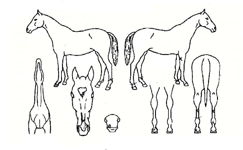 ����Ʈ�����ڸ��� ����,���,�޸�,�λ�,�ٸ��� Ư¡����