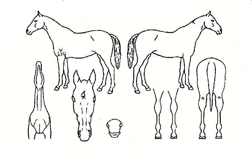 �����̾��� ����,���,�޸�,�λ�,�ٸ��� Ư¡����