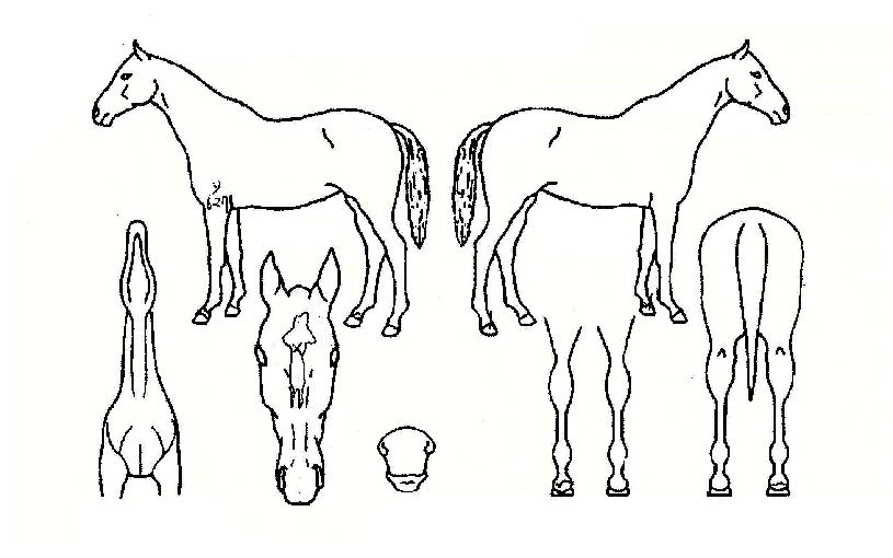 è���ε��� ����,���,�޸�,�λ�,�ٸ��� Ư¡����