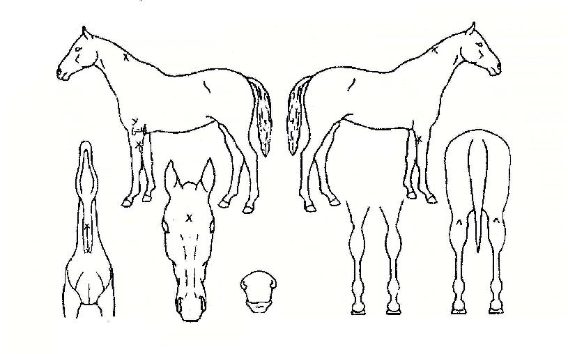 °úõÁöÁ¸ÀÇ Ãø¸é,¿ì¸é,µÞ¸é,µÎ»ó,´Ù¸®ÀÇ Æ¯Â¡µµÇØ