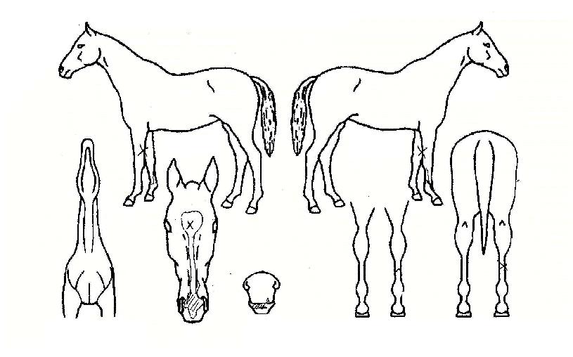 ¹ÙÀÌÅ·º£ÀÌÀÇ Ãø¸é,¿ì¸é,µÞ¸é,µÎ»ó,´Ù¸®ÀÇ Æ¯Â¡µµÇØ